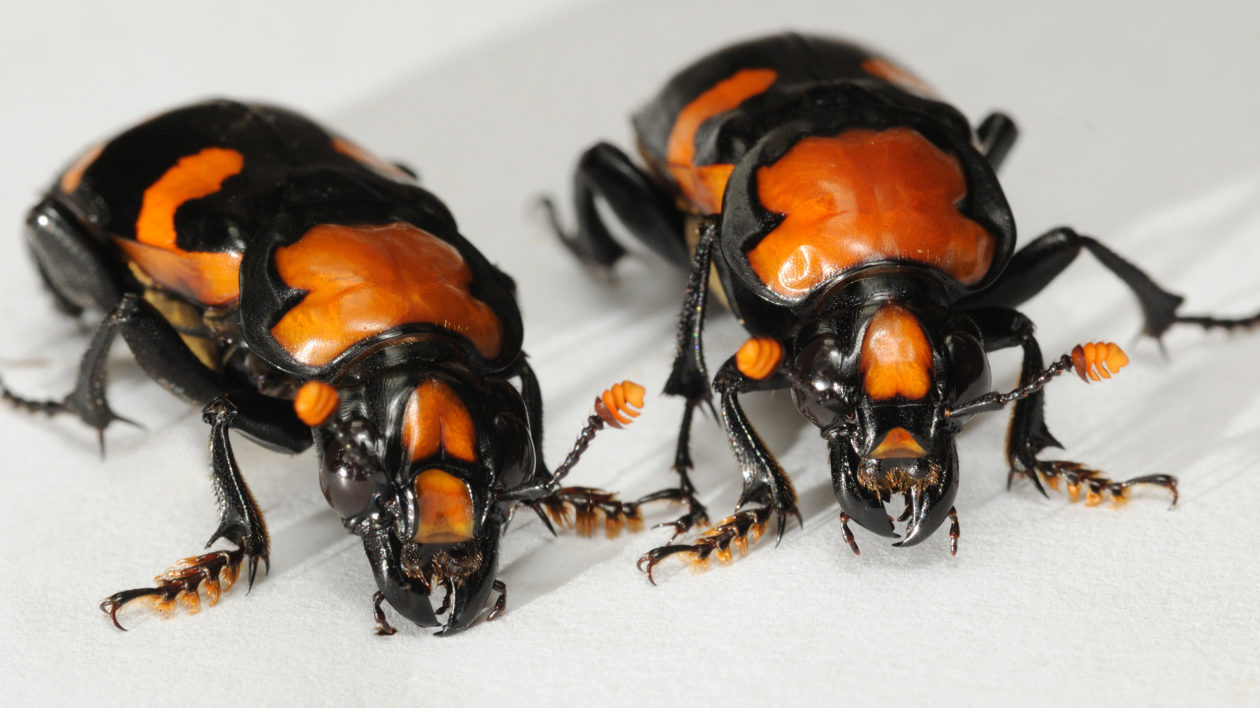 A photograph showing the intricate detail of two beetles.